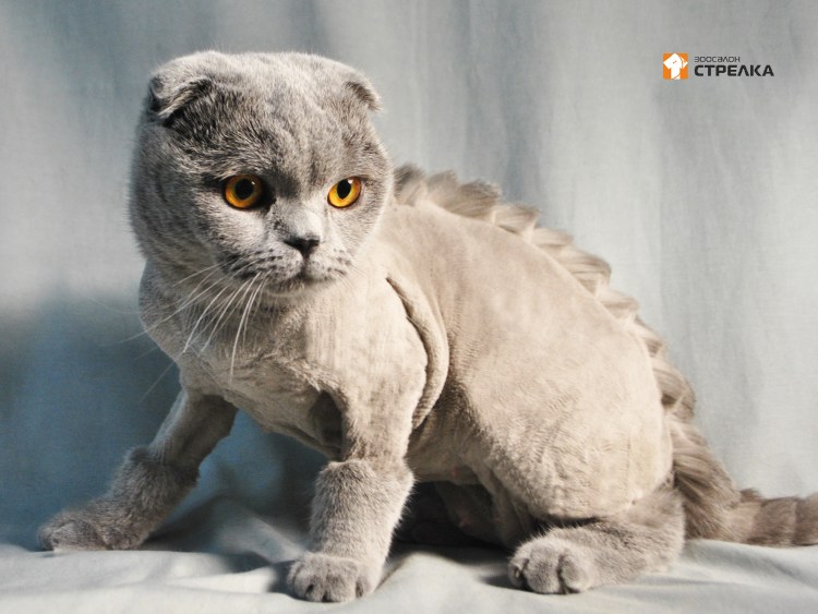 Стрижка шотландских кошек вислоухих