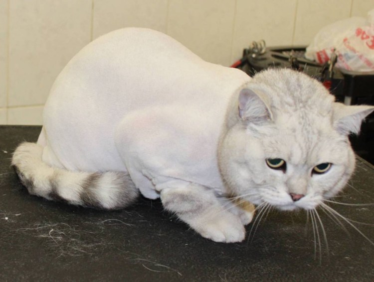 Шотландский кот стрижка под Льва