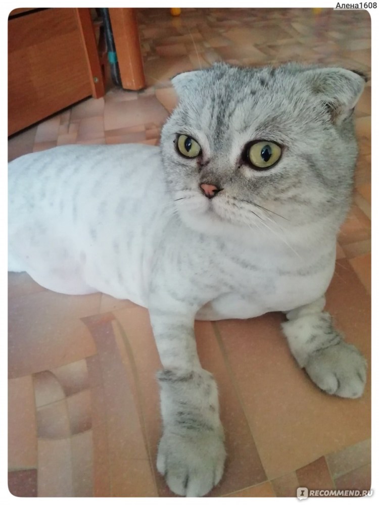 Стрижка котов