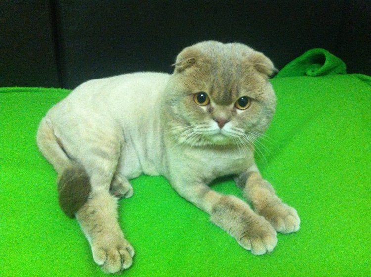 Стрижки котов британцев