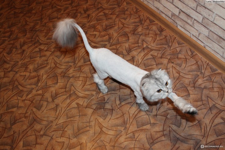 Стрижка британских кошек