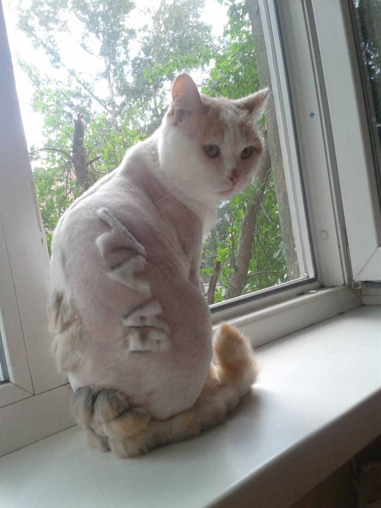 Стриженный скоттиш фолд