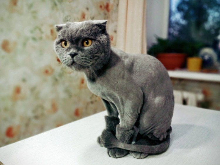 Стрижка кота скоттиш фолд