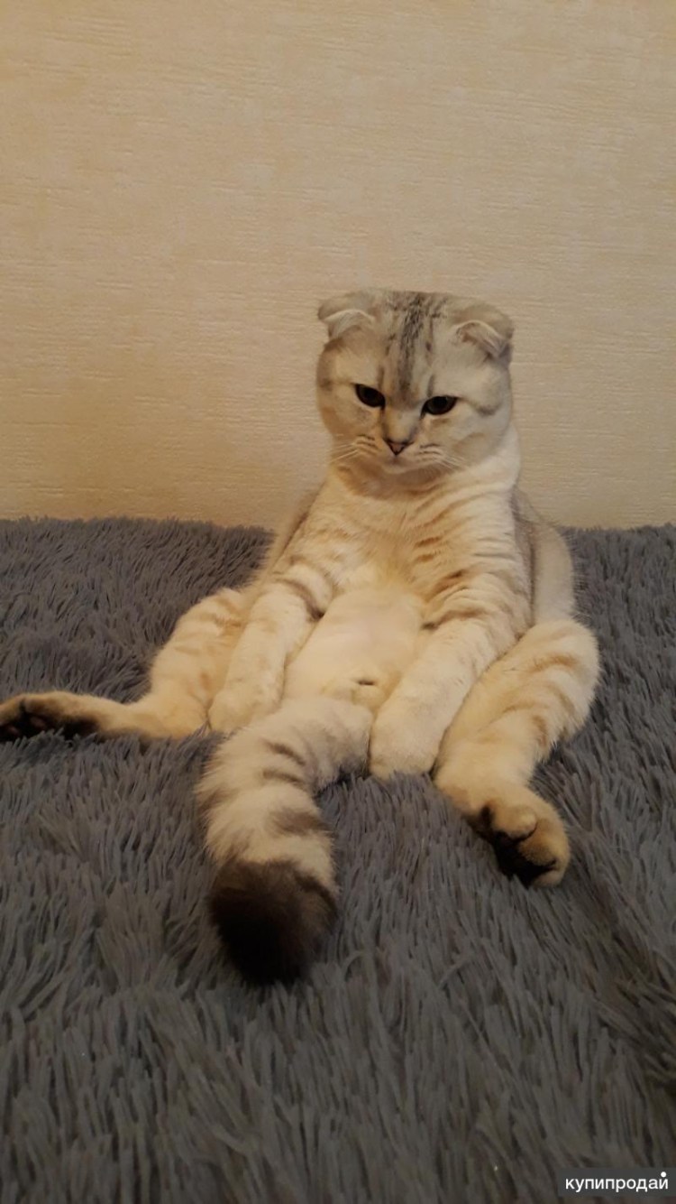 Стрижка скоттиш фолд