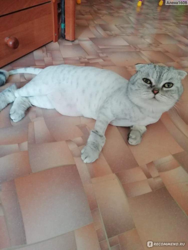 Груминг кошек