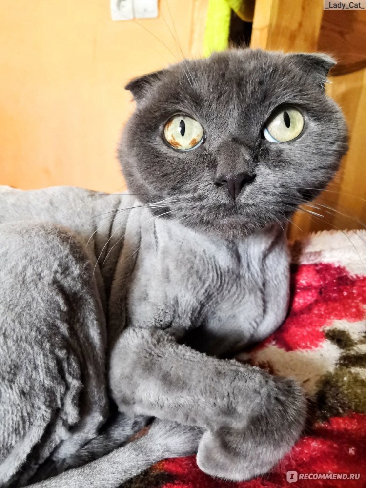 Стрижки котов британцев