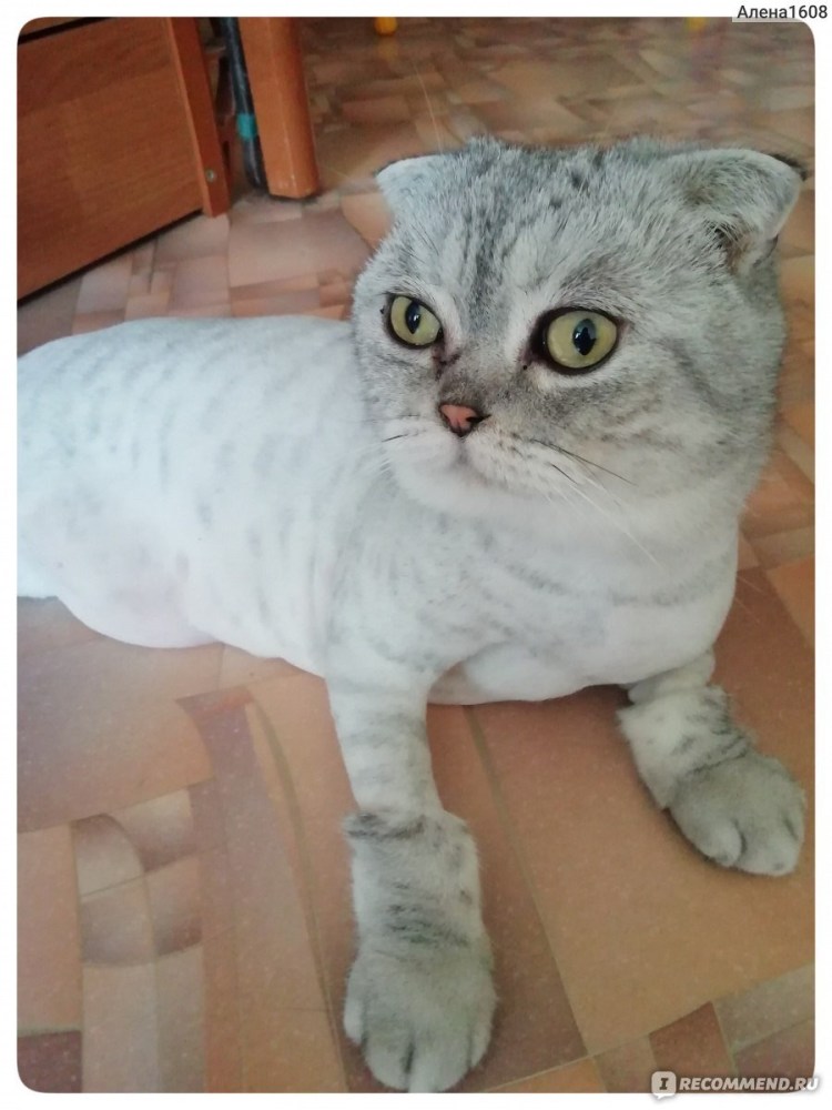 Стрижка британцев