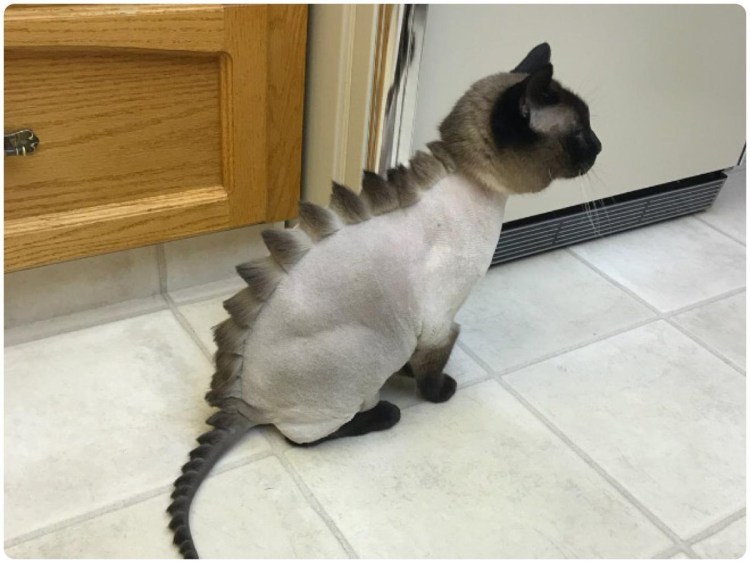 Необычные стрижки кошек