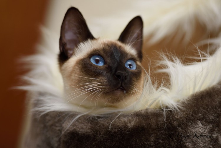 Сиамский Тайдон