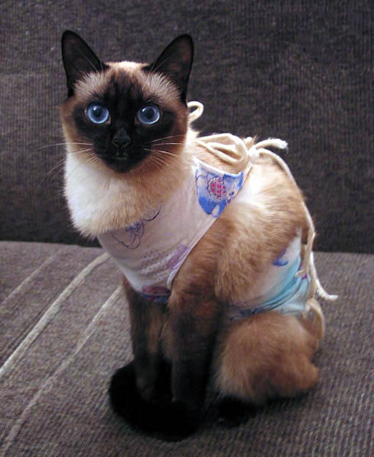 Сиамский шоколадный Ориентал