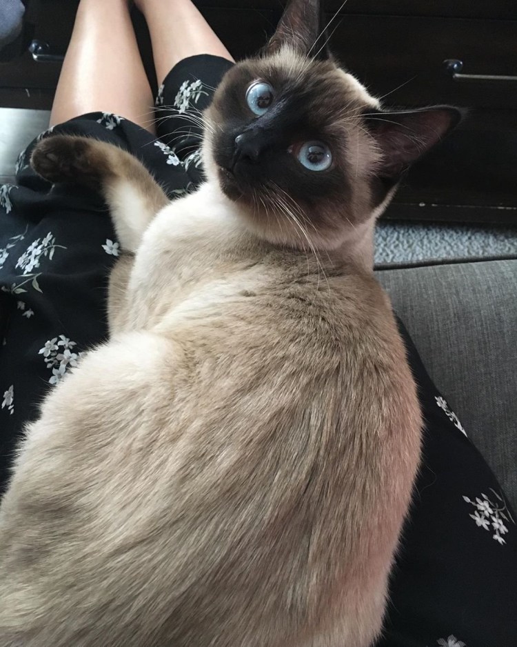 Стриженная Сиамская кошка