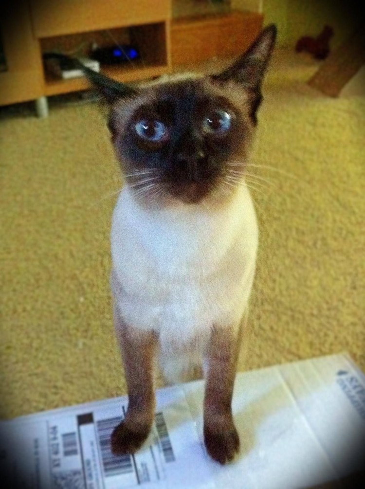 Стрижка короткошерстных кошек