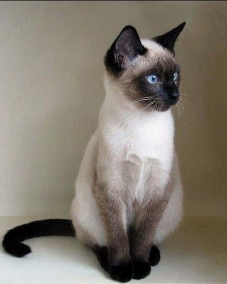 Попона для кошки