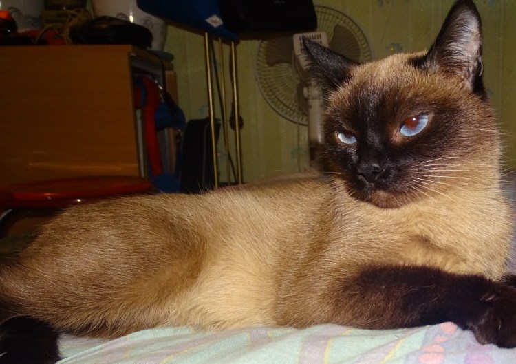 Стрижка кота под наркозом