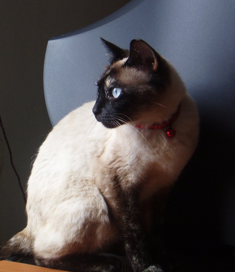 Меконгский бобтейл