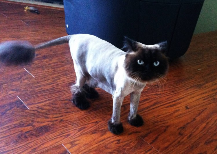 Бритые сиамские коты