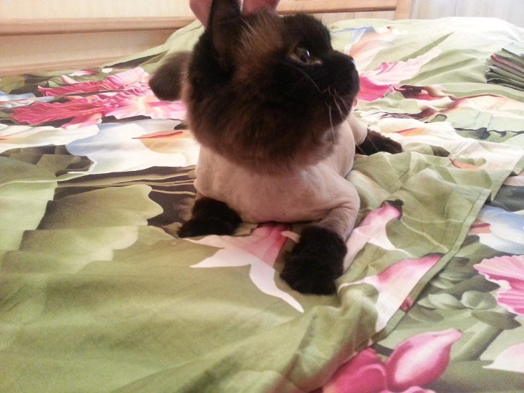 Стрижка сиамских кошек