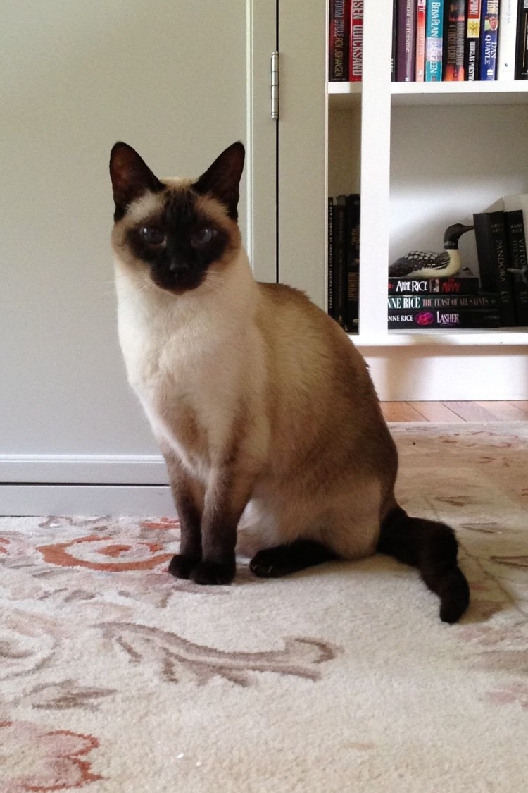 Сиамский кот Блю Пойнт