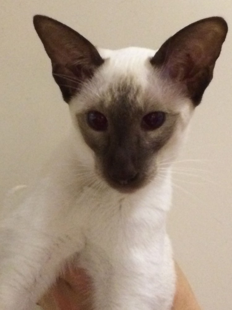 Сиамские коты игрушки