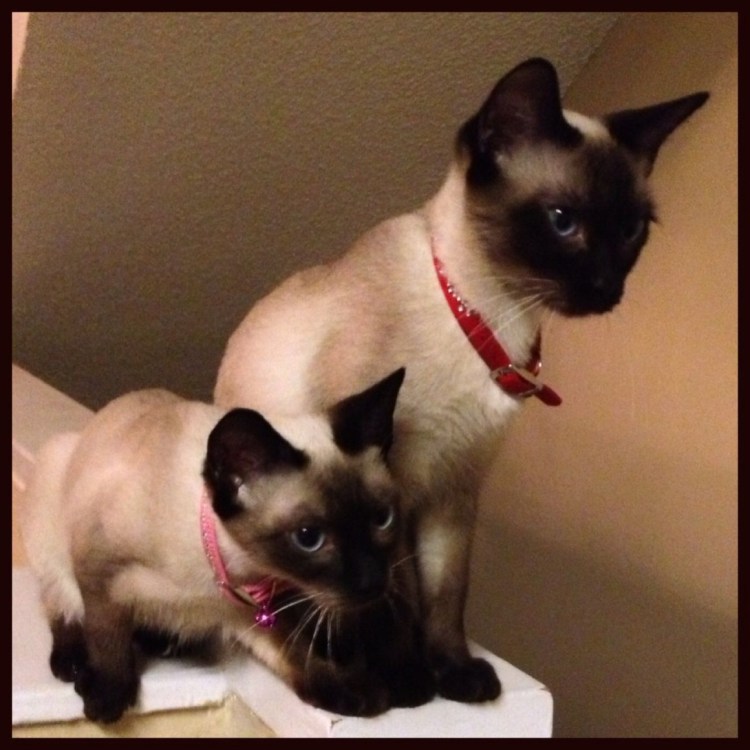 Стрижки для сиамских котов мальчиков