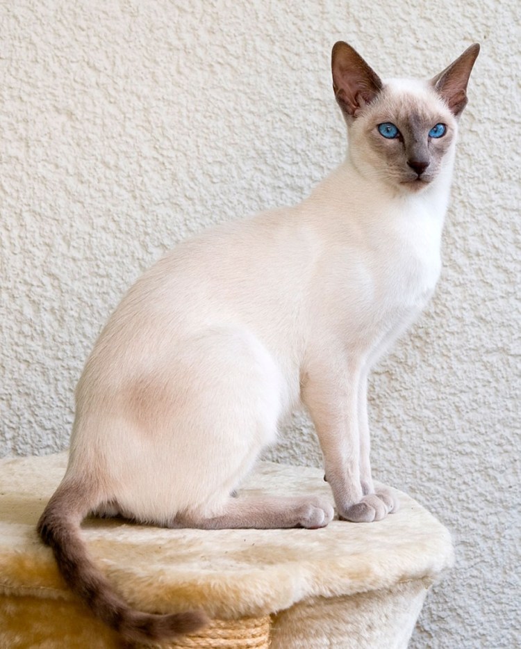 Стрижка сиамских кошек