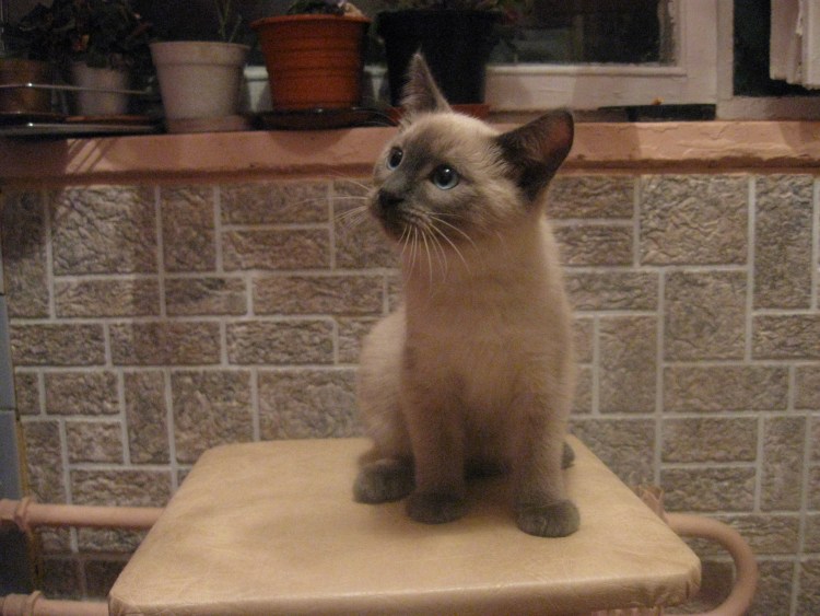 Толстый сиамский кот