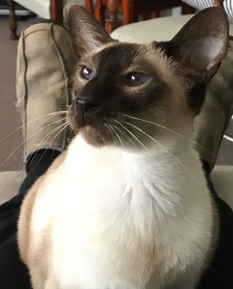 Сиамс 620 фото