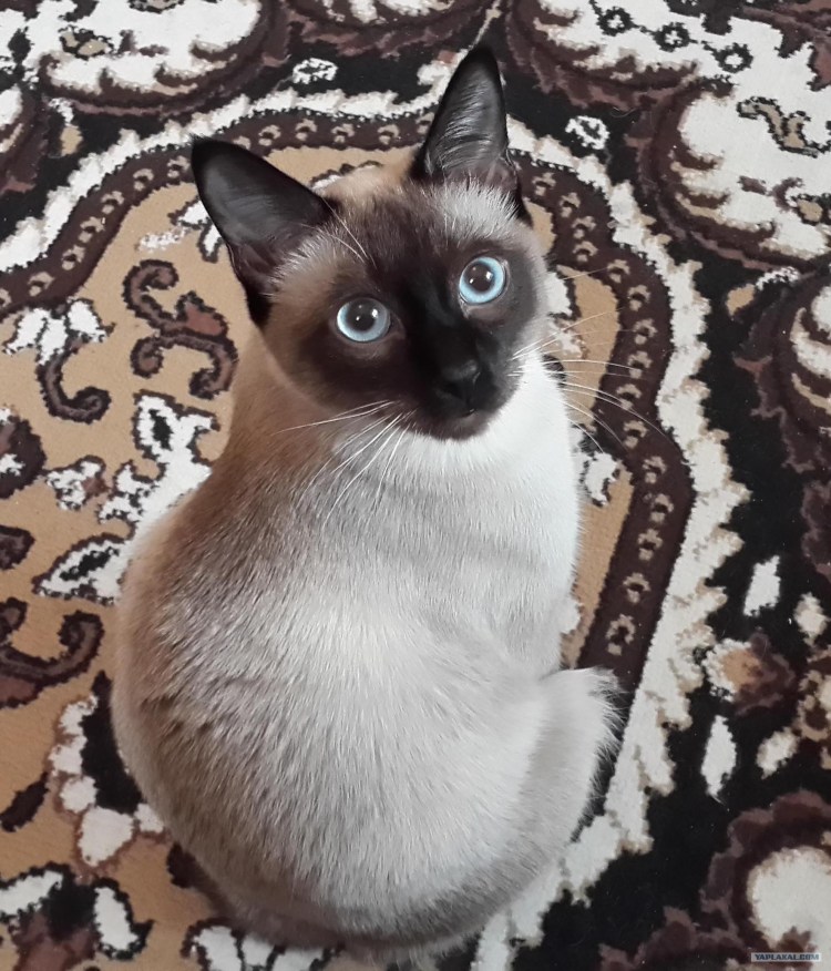 Королевская Сиамская кошка