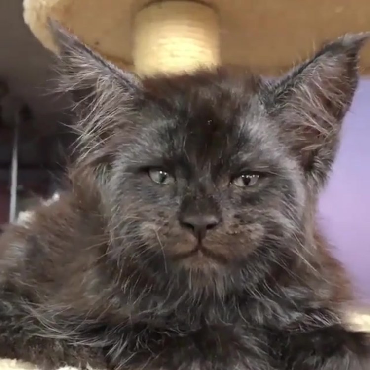 Кошка Мейн кун Валькирия