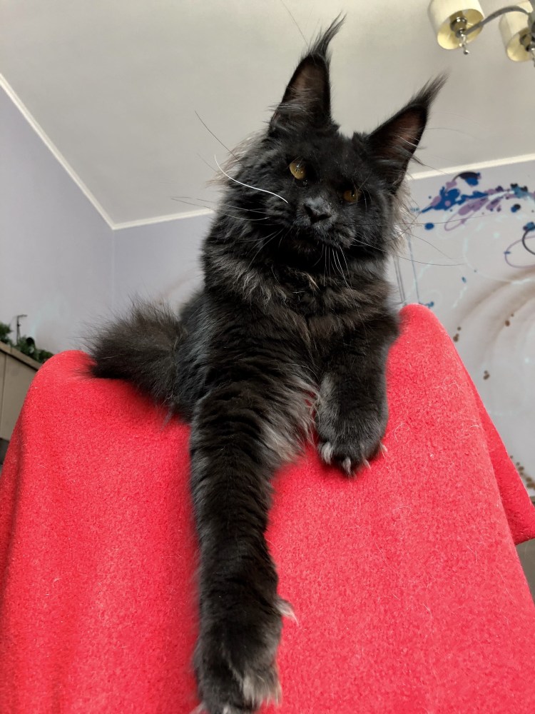 Мейн куна Валькирия