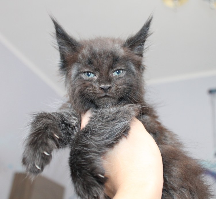 Порода Мейн кун Валькирия