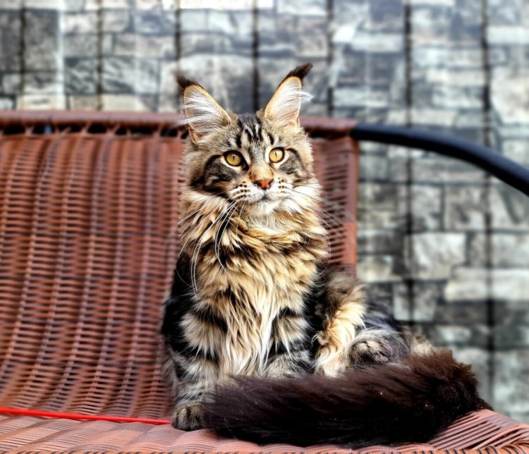 Порода Мейн кун Валькирия