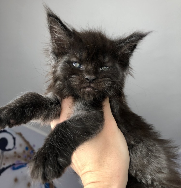 Порода Мейн кун Валькирия