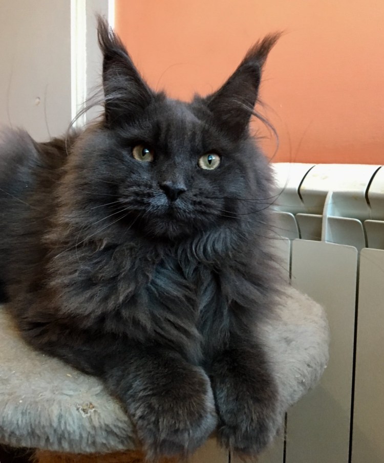 Котенок Мейн кун Валькирия