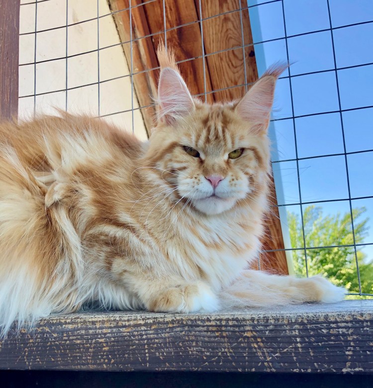 Мейн куна Валькирия