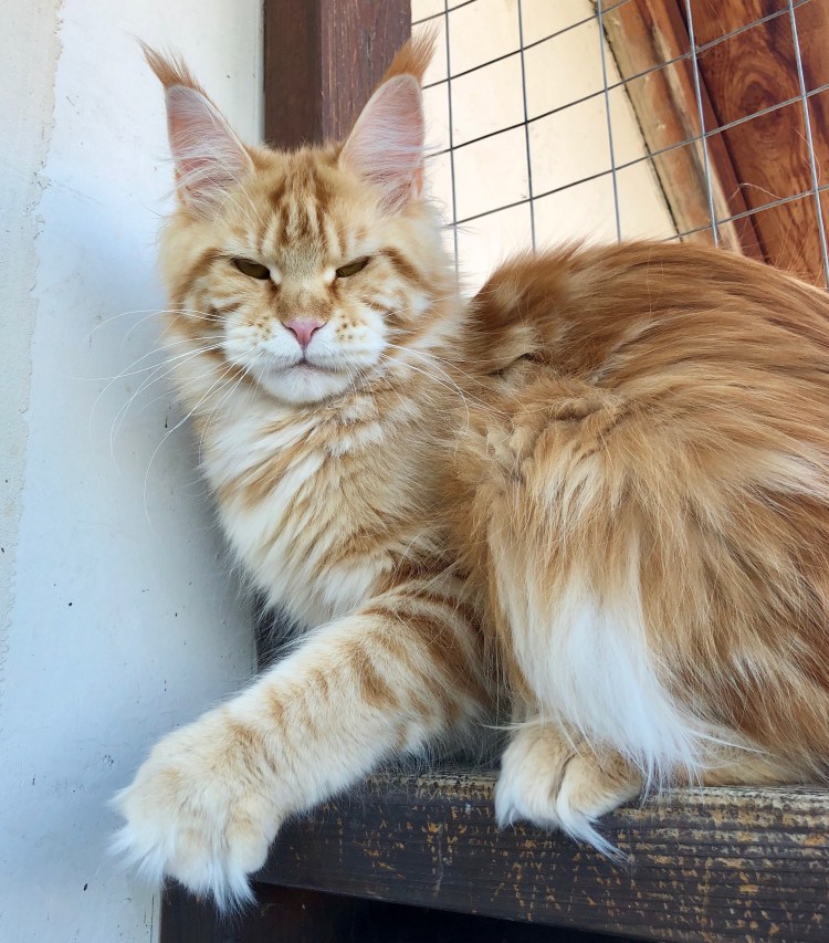 Порода Мейн кун Валькирия