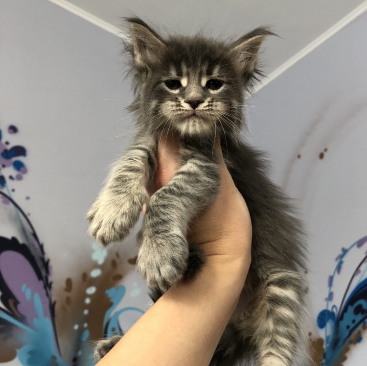 Кошка Мейн кун Валькирия