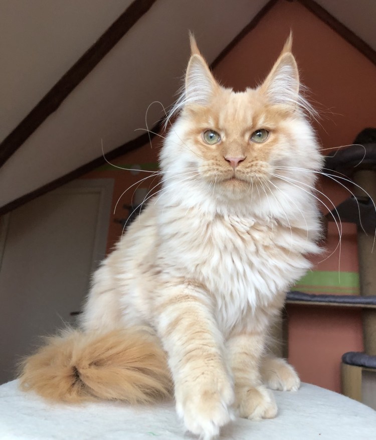 Мейн кун Валькирия с человеческим лицом