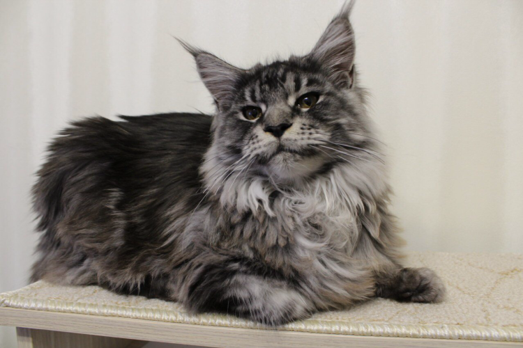 Мейн куна Валькирия