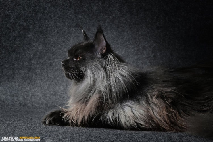 Котенок Мейн кун Валькирия