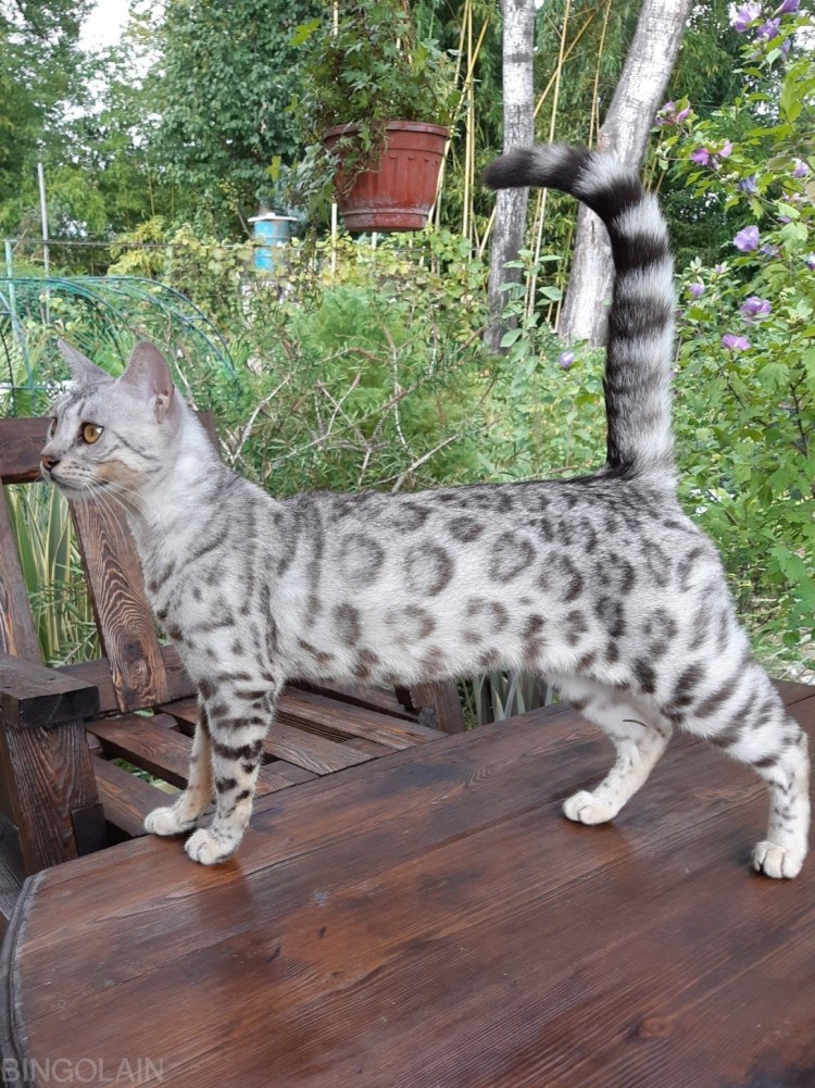 Серенгети кошка и Бенгальская