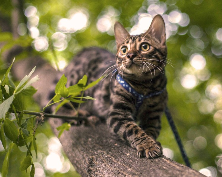 Бенгальский котенок серый пятнистый