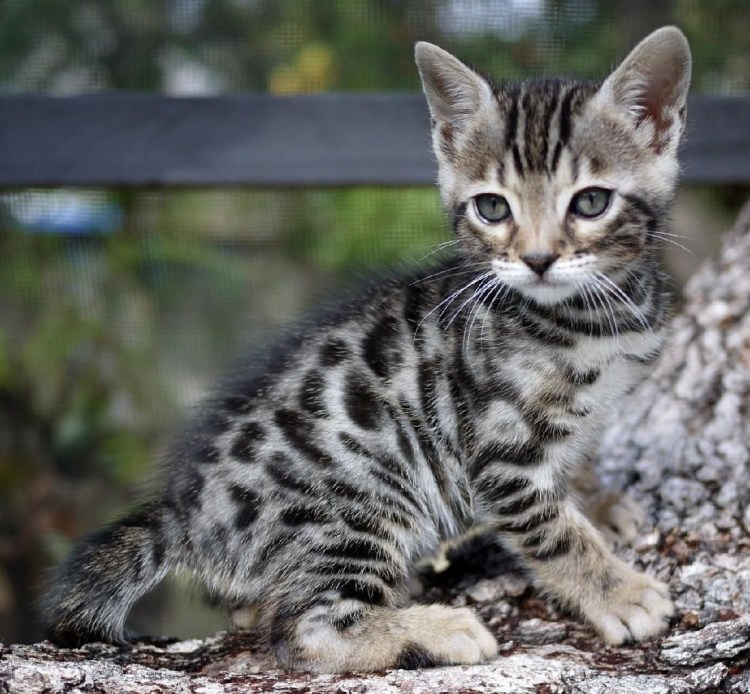 Бенгальская кошка бенгал серый