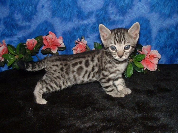 Бенгальская кошка Линкс