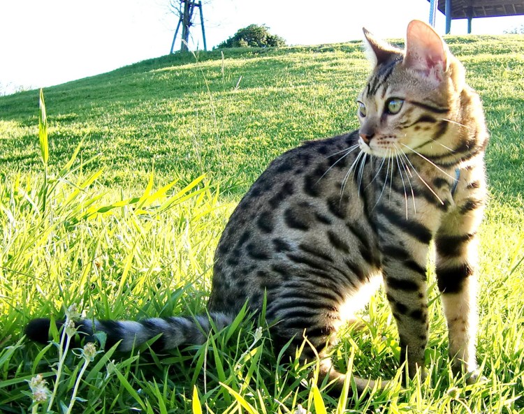 Бенгал Барс Бенгальская кошка