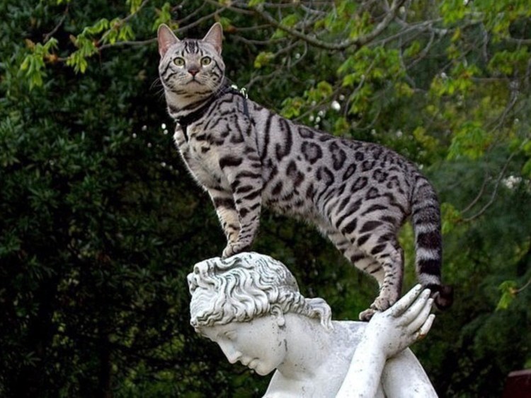 Кот породы бенгал