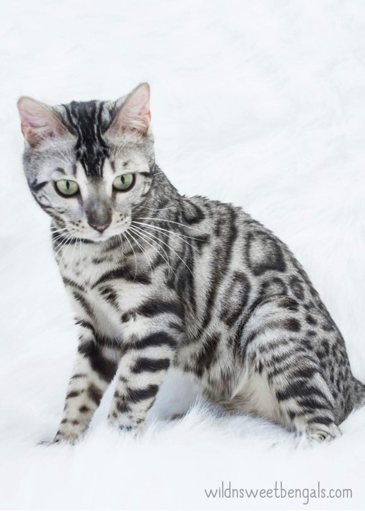 Бенгальская кошка
