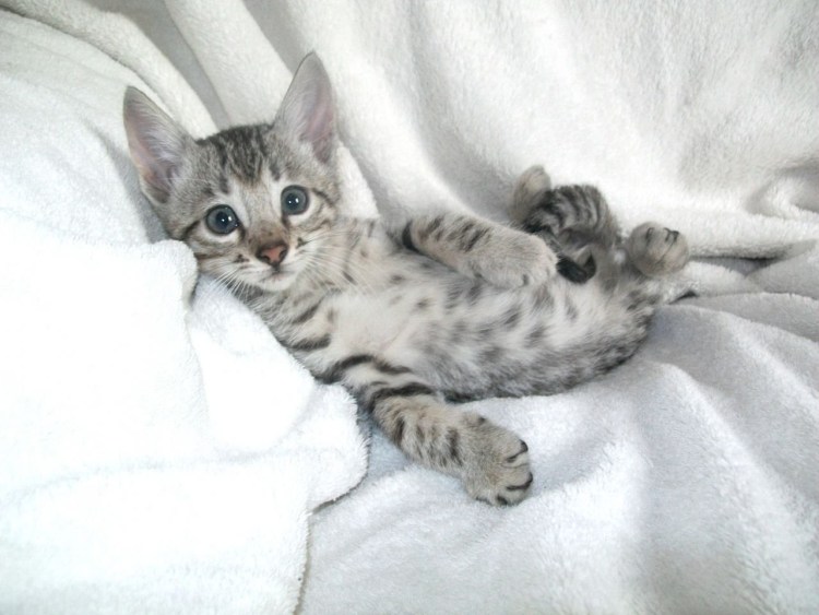 Бенгальская кошка