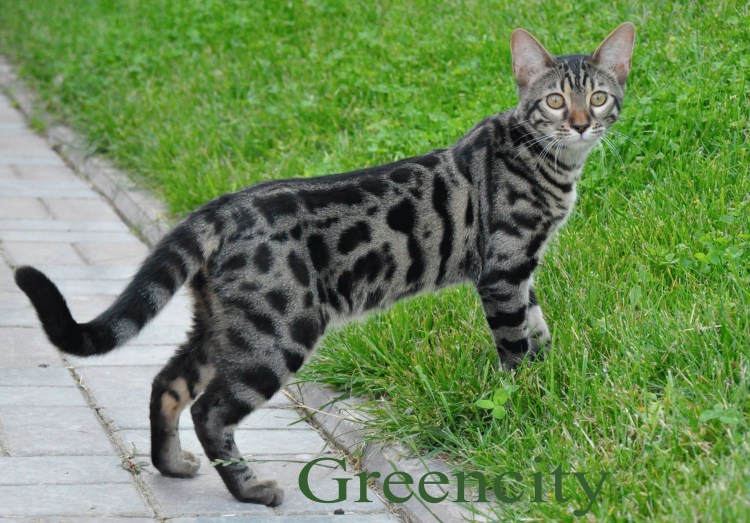 Бенгал Сильвер табби