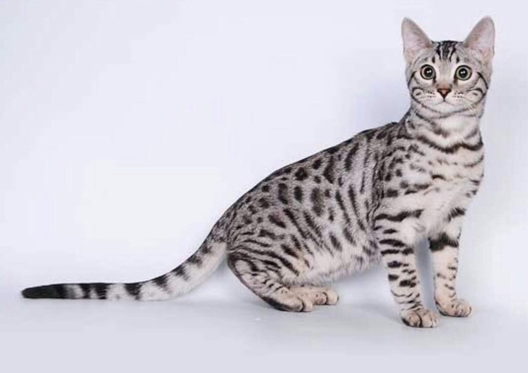 Бенгал Блю тебби